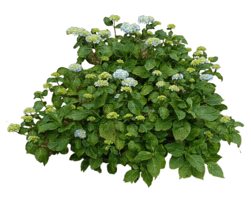 Arbusto de Flores - nemokama png