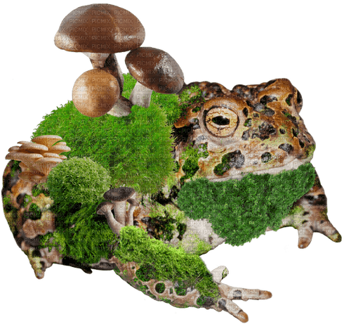 mossy mushroom frog - kostenlos png