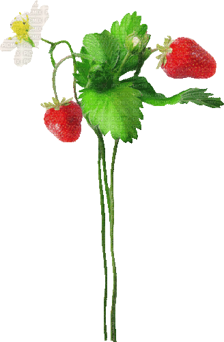 Animated.Strawberries - By KittyKatLuv65 - Free animated GIF