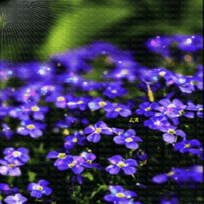 minou-animated bg-blommor - GIF เคลื่อนไหวฟรี