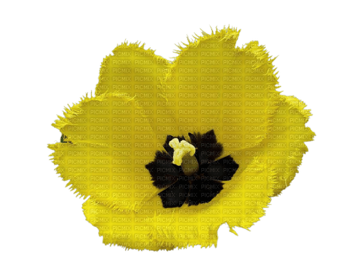 желтый тюльпан - Free PNG