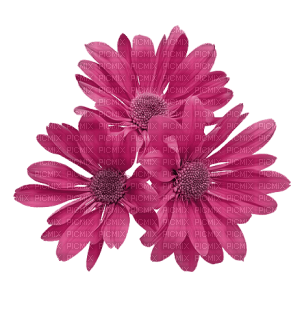 pink-flower - png gratuito