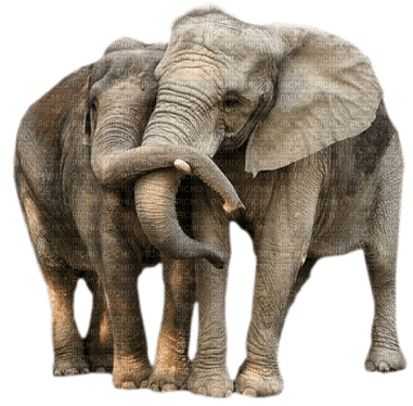 elephant bp - darmowe png
