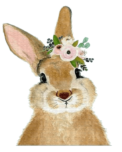 nbl-rabbit - PNG gratuit
