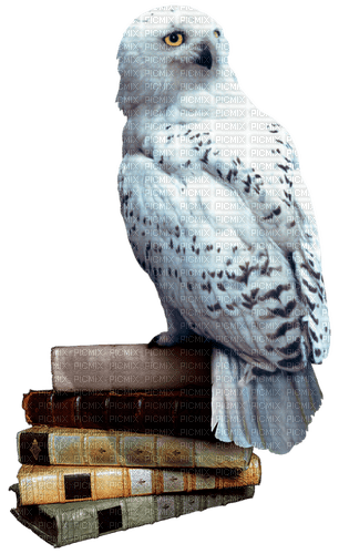 sowa Hedwiga  Harry Potter - PNG gratuit