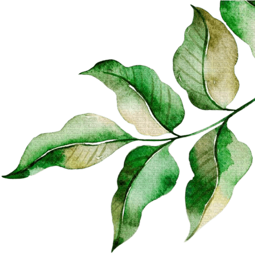Листья акварелью - png gratis
