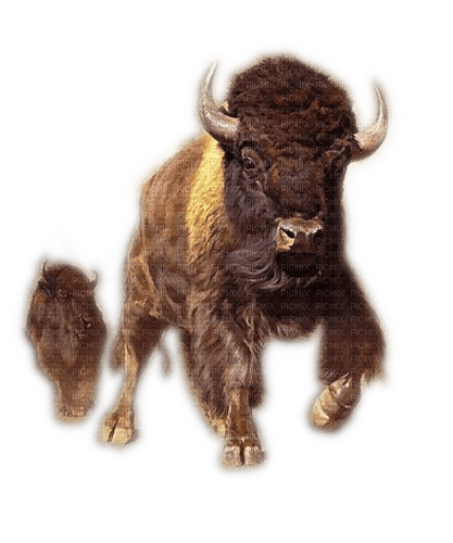Rena Büffel Tiere - zdarma png