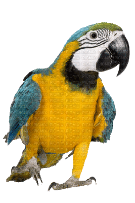 Parrot birds bp - GIF animé gratuit