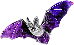 soave deco bat gothic halloween black white purple - PNG gratuit