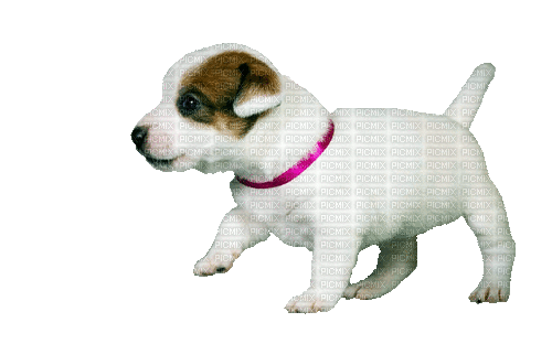 Dog Puppy Chien - Darmowy animowany GIF