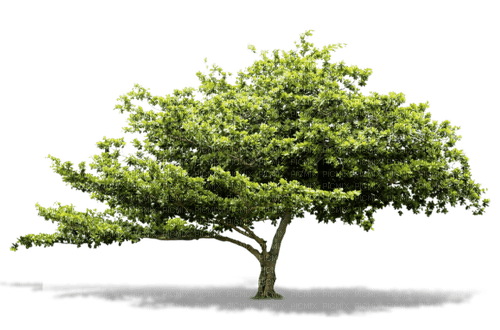 arbre - png grátis
