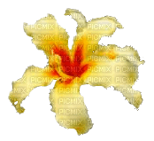 flor palo borracho fleur jaune
