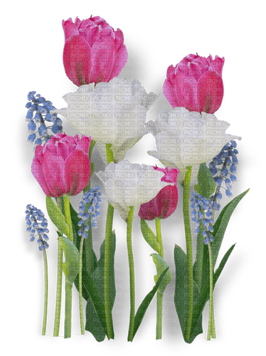 Frühling, Blumen - png gratis