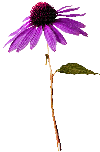 Flower.Purple.Animated - KittyKatLuv65 - GIF animé gratuit