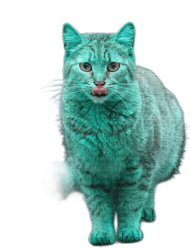 animals cats nancysaey - png gratuito