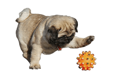 Kaz_Creations Dogs. Dog Puppies Pup Pug - PNG gratuit