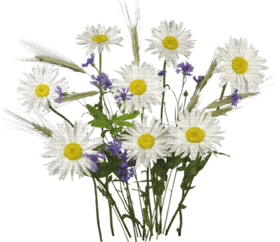fleur-1 - png grátis