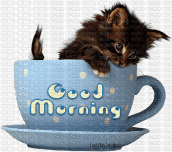 Good Morning cat - GIF animasi gratis