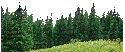 Wald - Ingyenes animált GIF