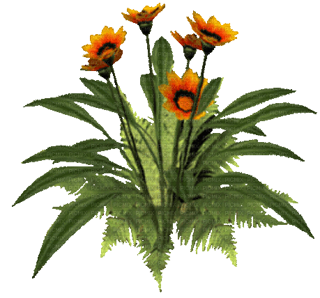 kwiat - Nemokamas animacinis gif