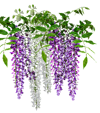 wisteria - Бесплатный анимированный гифка