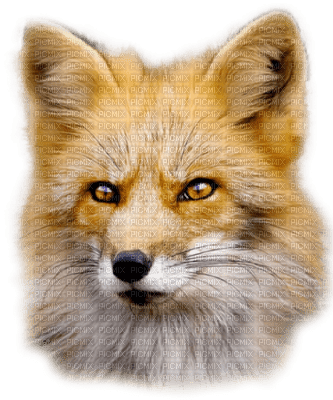 Fox - besplatni png