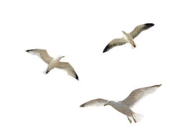 oiseau - png grátis