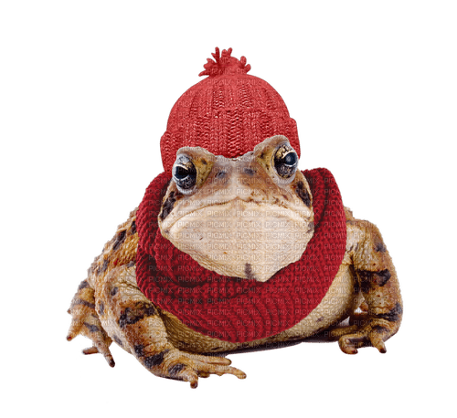 Toad with Winter Hat and Scarf - Free PNG