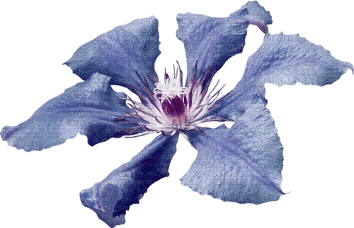 Цветок - nemokama png