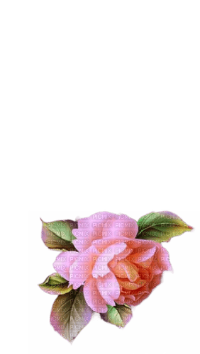 rosa - nemokama png