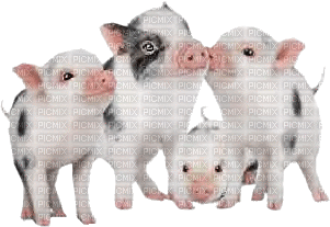 cochons - GIF animado grátis
