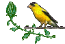 birds katrin - Darmowy animowany GIF