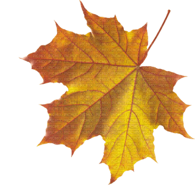 Maple Leaf - gratis png