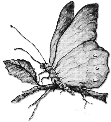 soave deco butterfly branch vintage black white - gratis png