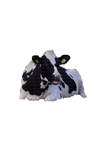 Корова - Бесплатный анимированный гифка