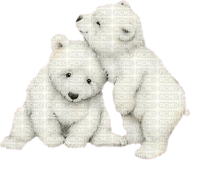 Kaz_Creations Animals Polar Bears - gratis png