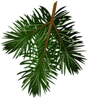 pine branch - zadarmo png