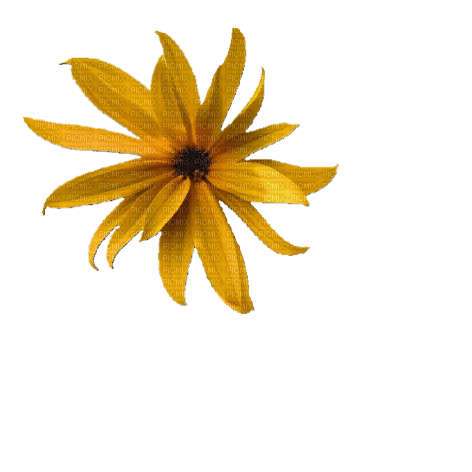 Yellow flower - zadarmo png