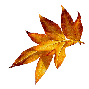 leaves - PNG gratuit