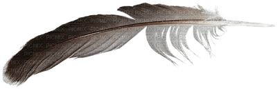 feather, sulka - Free PNG