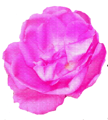 trandafir - ingyenes png