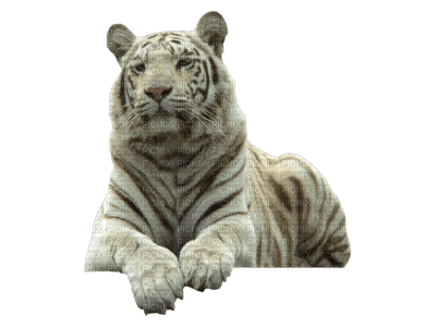 white tiger bp - безплатен png