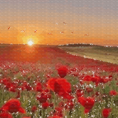 soave background animated flowers poppy - Zdarma animovaný GIF