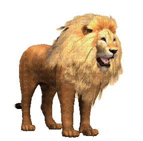 Lion - Ilmainen animoitu GIF