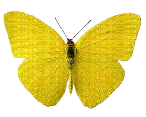 buterfly - png gratuito
