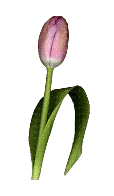 Flowers Tulips - бесплатно png
