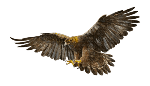 aguila - 免费PNG