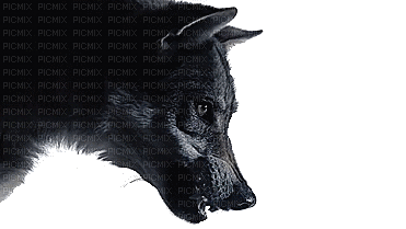 Wolf.Loup.Lobo.gif.black.Victoriabea - Gratis animeret GIF