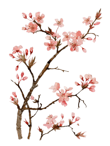 spring flowers - png gratis