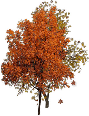 tree anastasia - png grátis